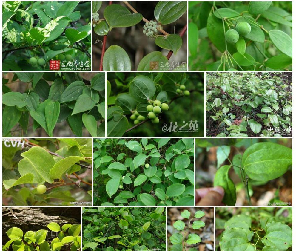 菱叶菝葜照片和图片/