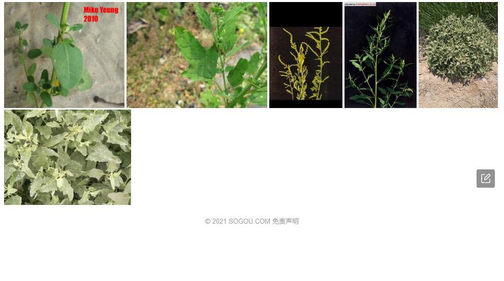 菱叶藜照片和图片/