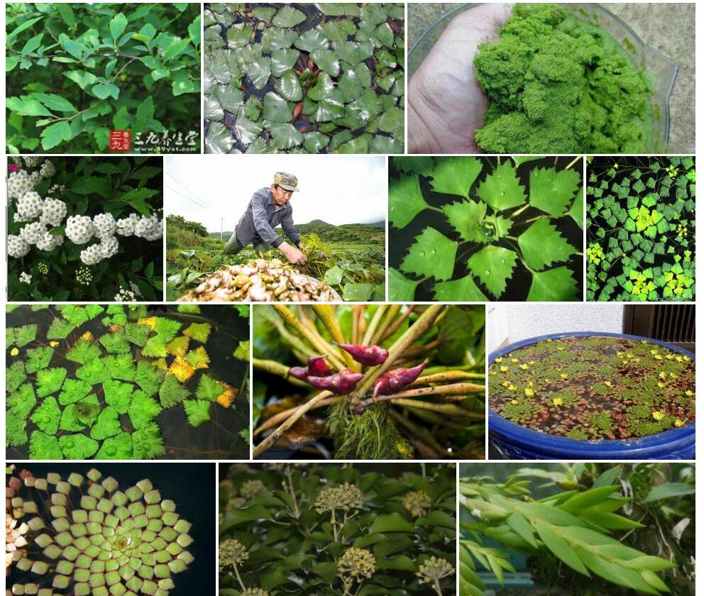 菱叶蚬木照片和图片/