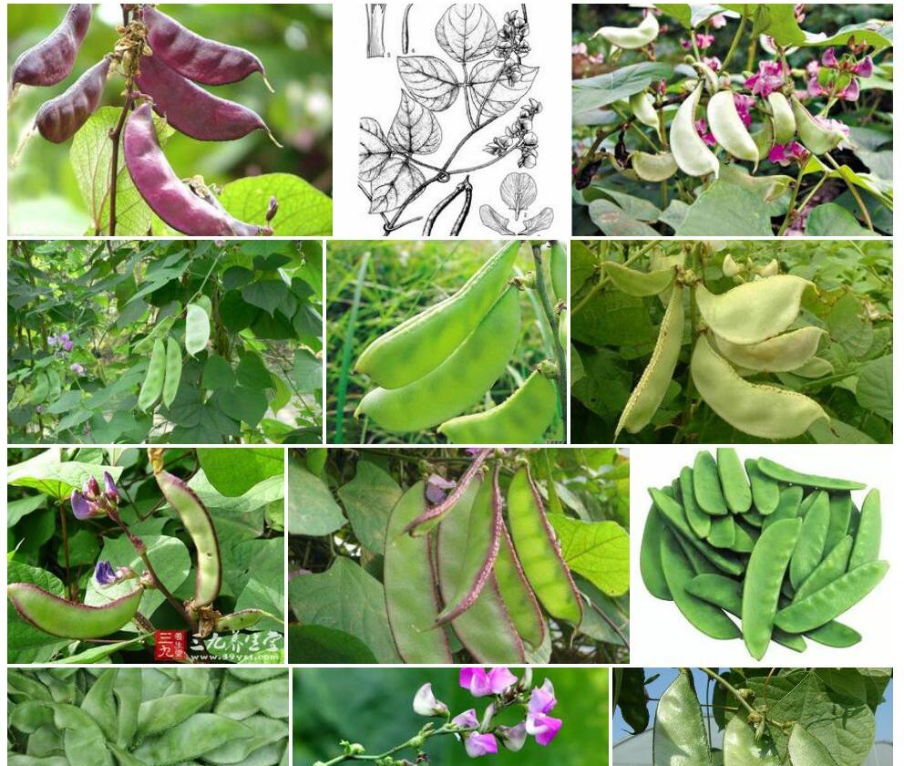 菱叶镰扁豆照片和图片/