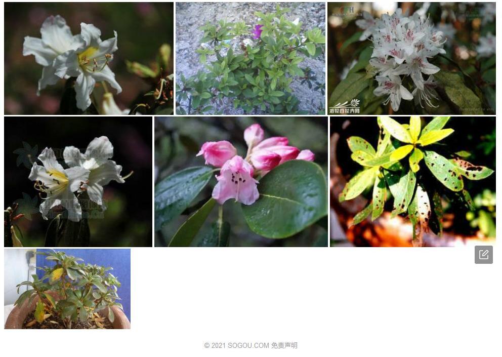 菱形叶杜鹃照片和图片/