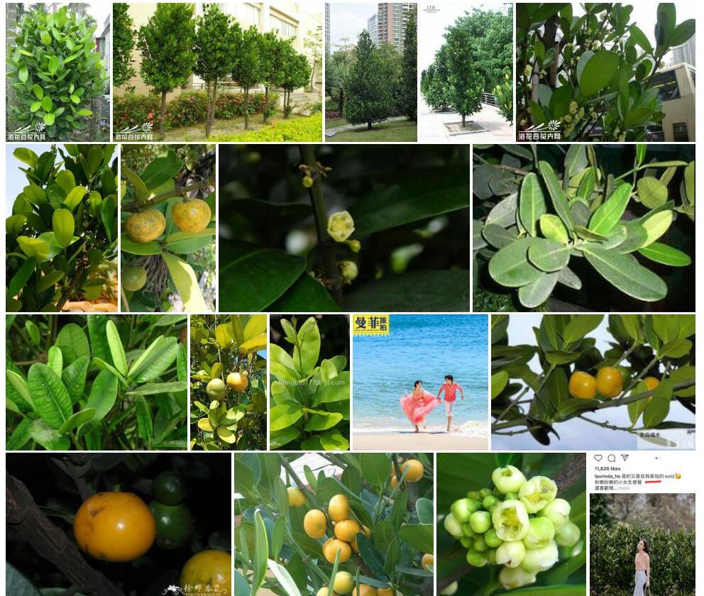 菲岛福木照片和图片/