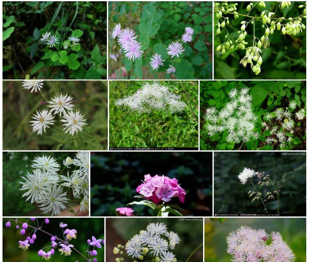 菲律宾唐松草照片和图片/