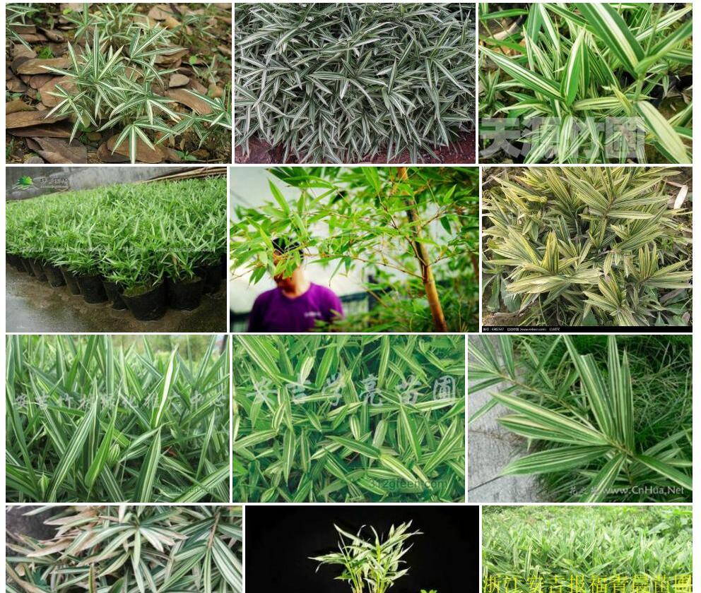菲白竹照片和图片/