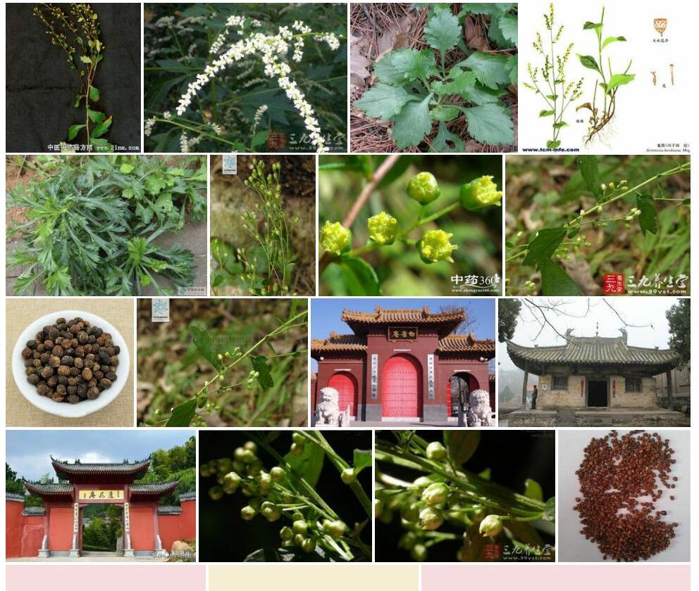 菴闾照片和图片/