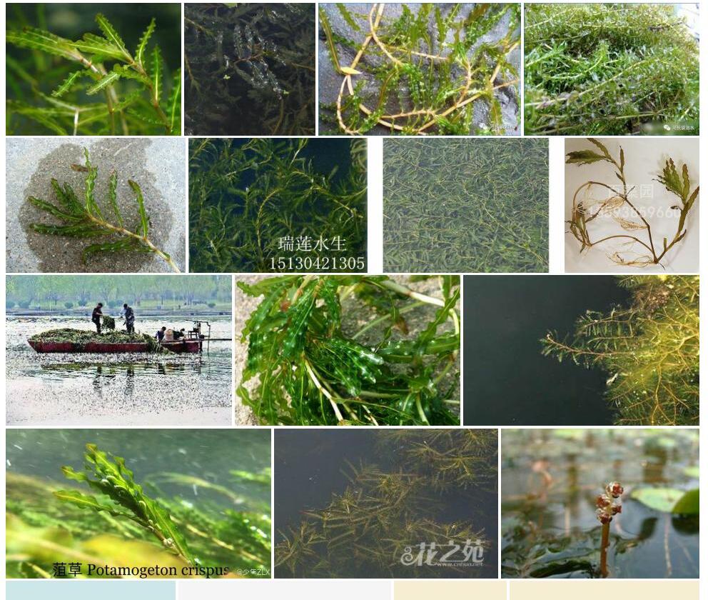 菹草照片和图片/