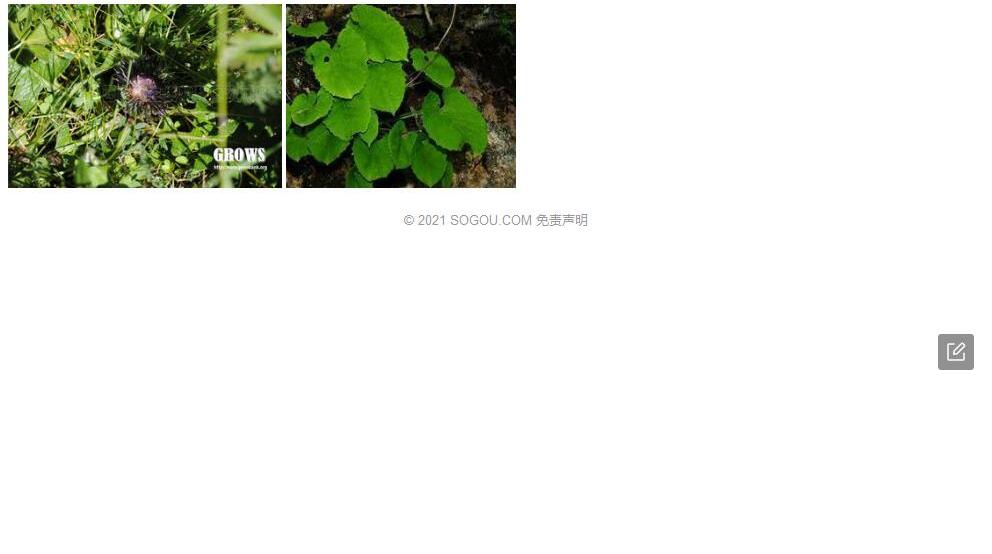 萎软风毛菊照片和图片/