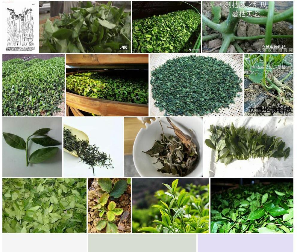 萎软香青照片和图片/