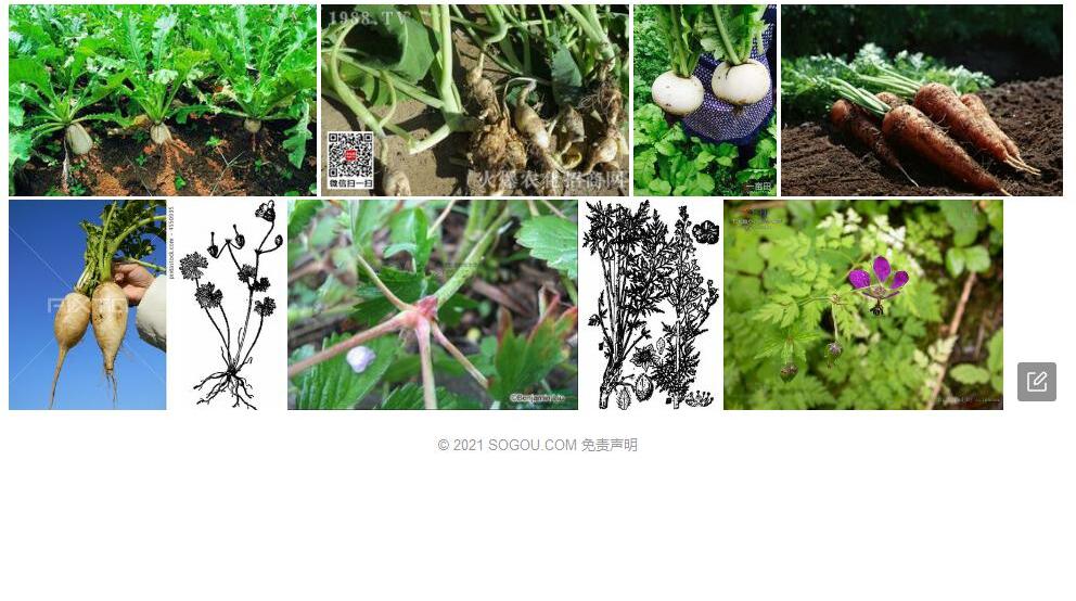萝卜根老鹳草照片和图片/