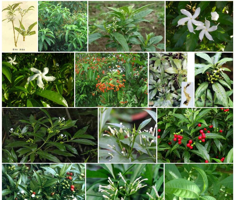 萝芙木照片和图片/