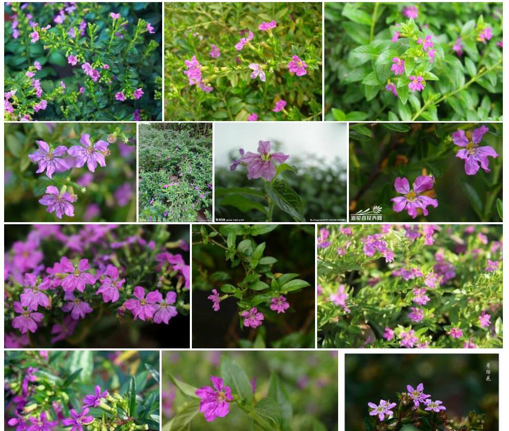 萼距花照片和图片/