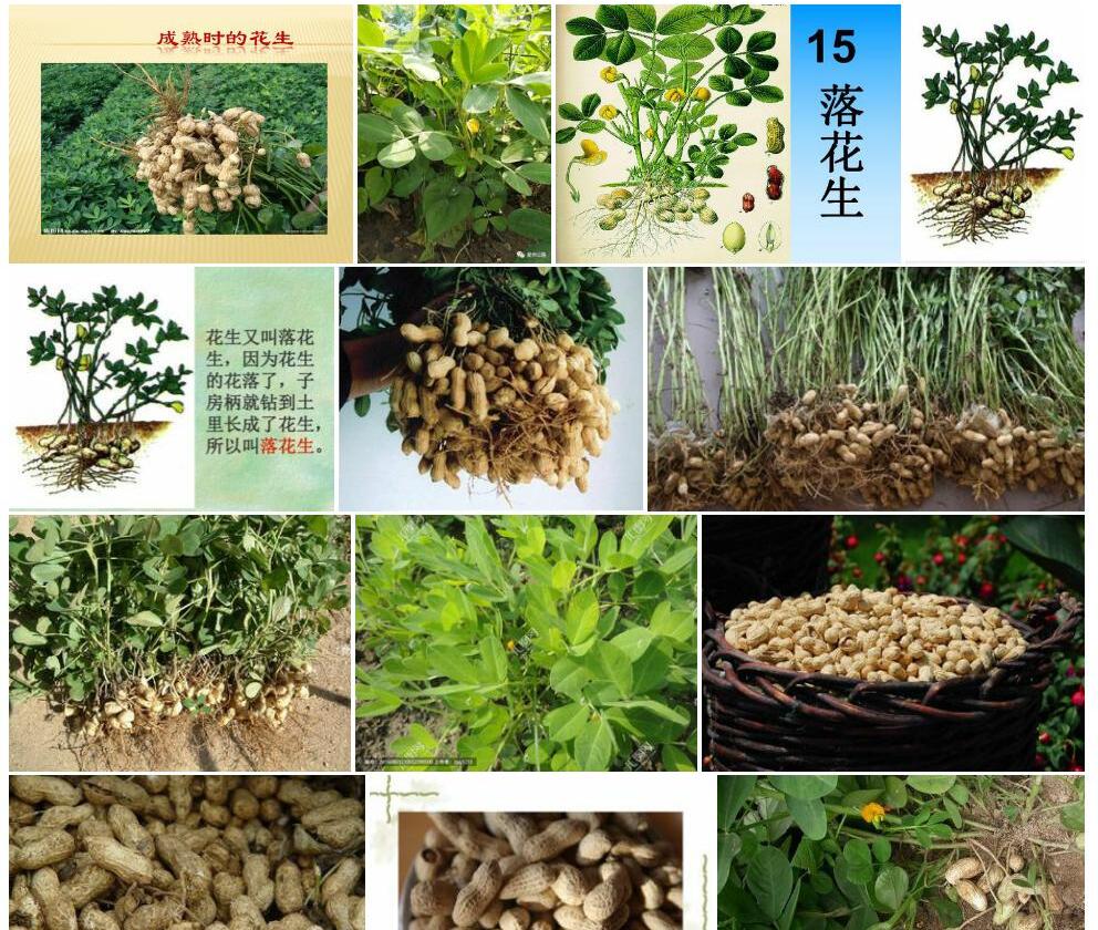落花生照片和图片/