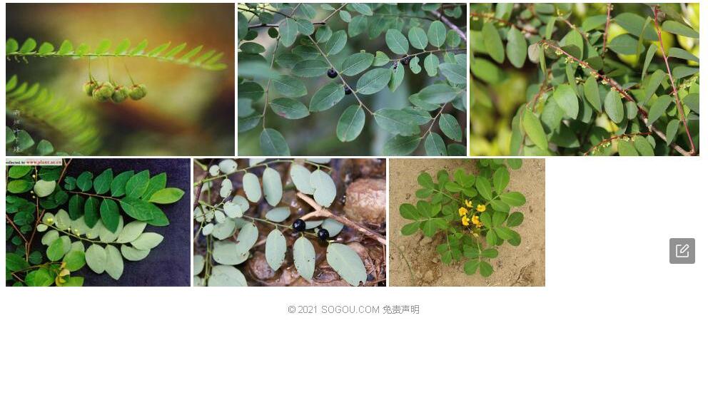 落萼叶下珠照片和图片/