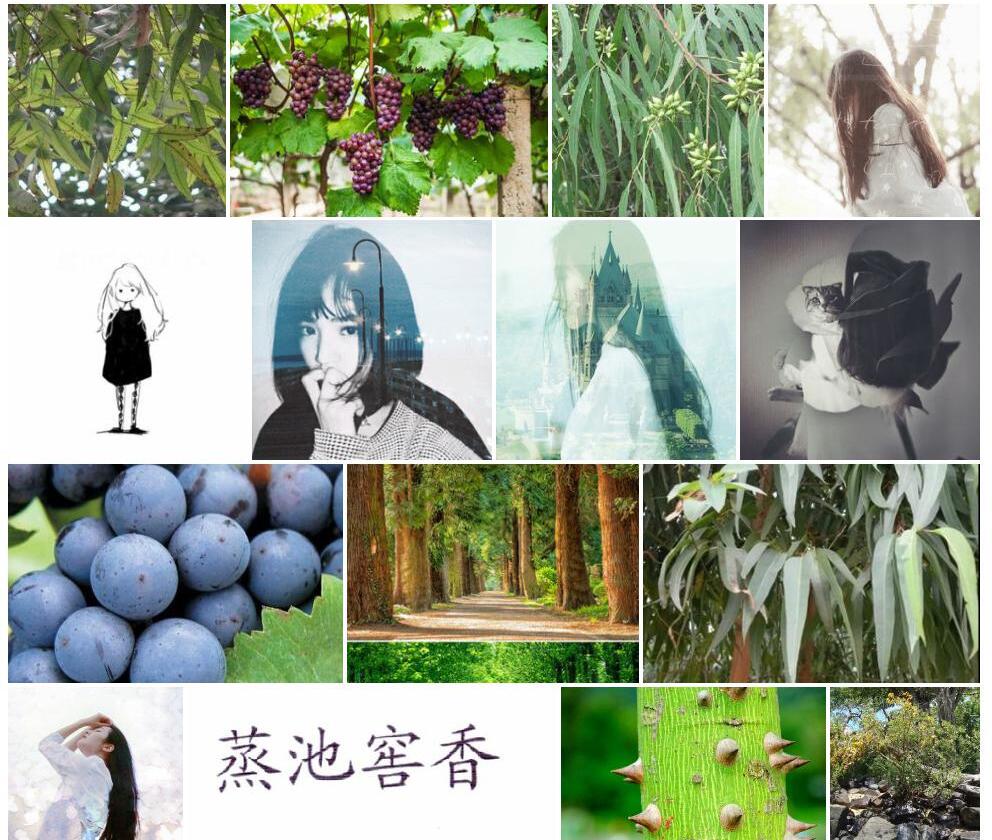 葡萄桉照片和图片/