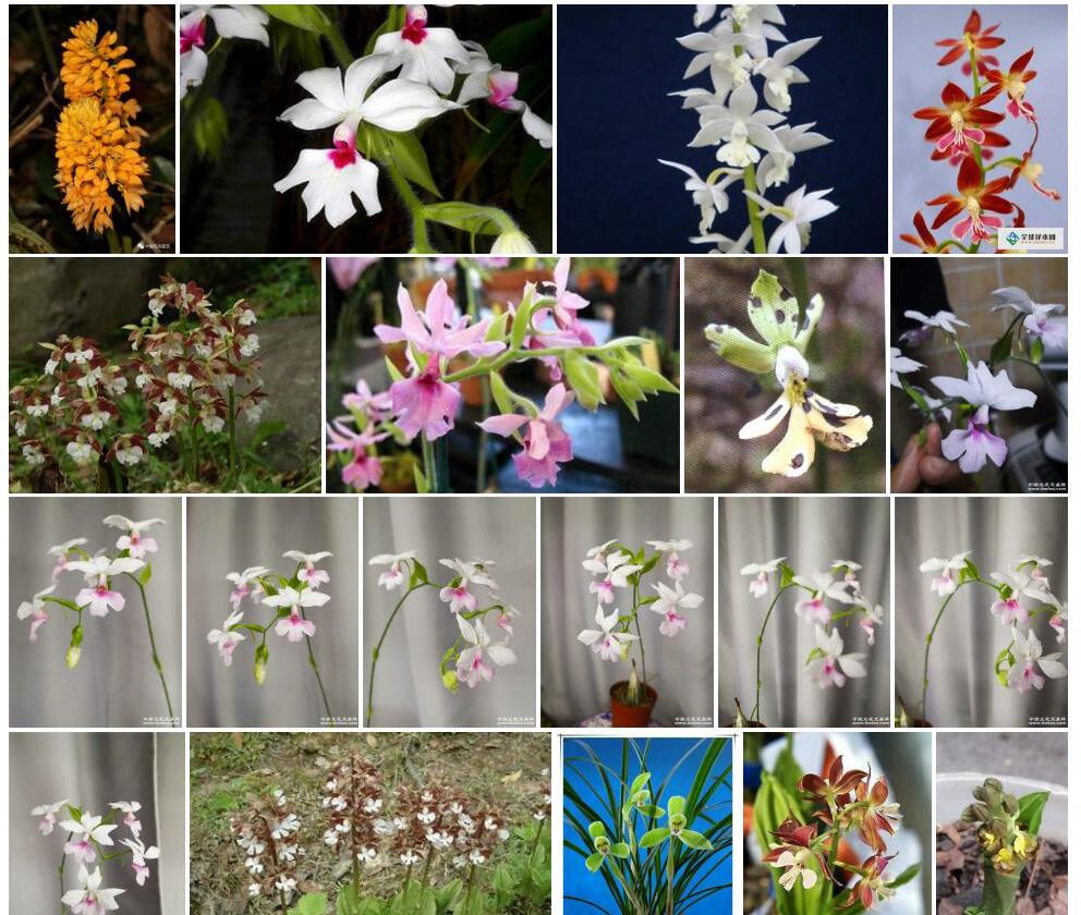 葫芦茎虾脊兰照片和图片/
