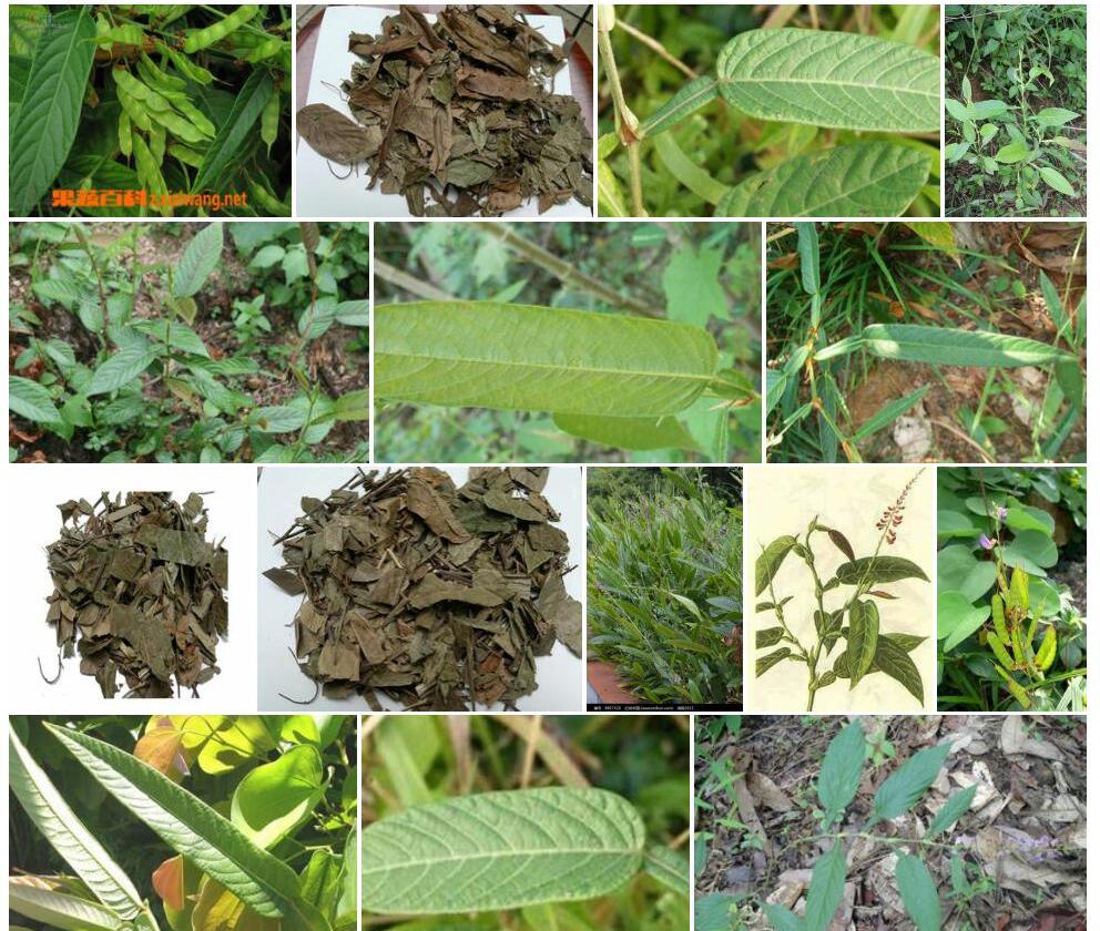 葫芦茶照片和图片/