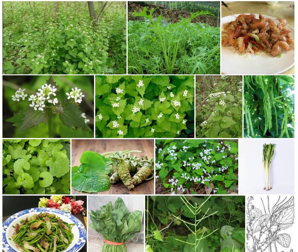 葱芥照片和图片/