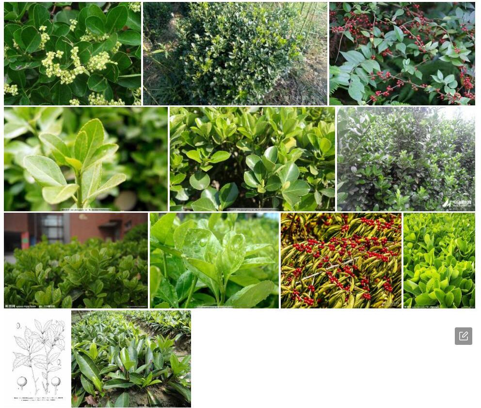 蒋英冬青照片和图片/