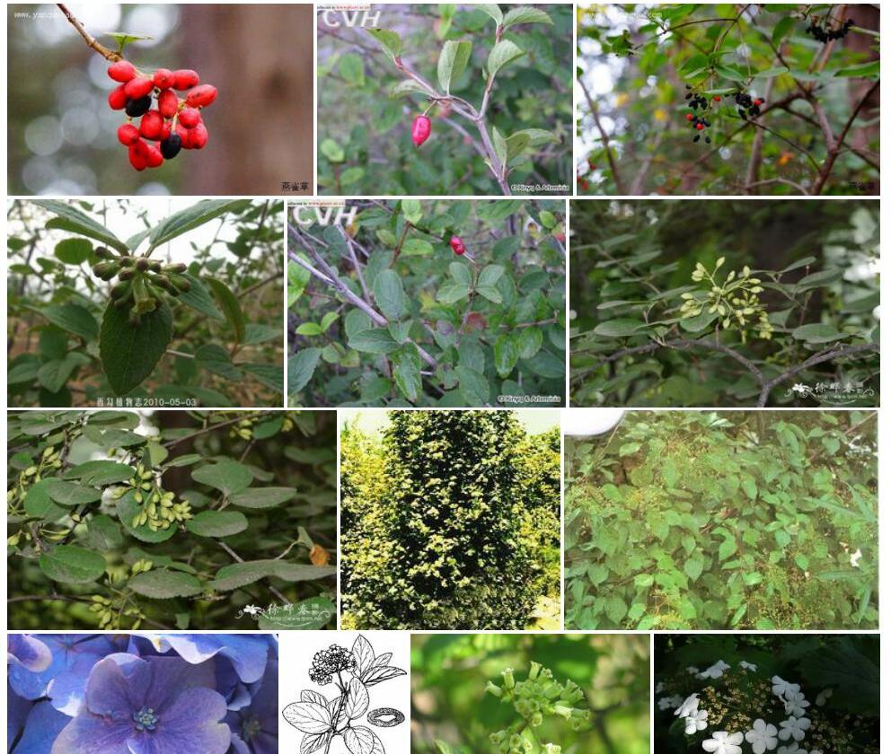 蒙古荚蒾照片和图片/