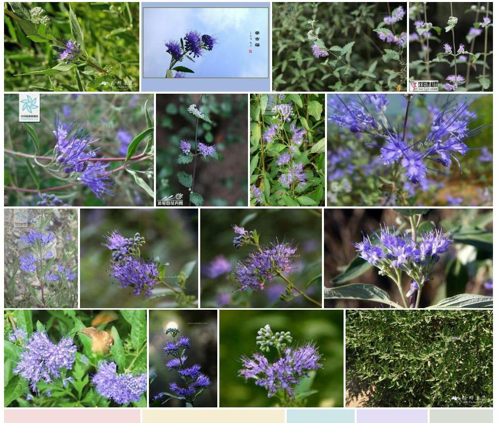 蒙古莸照片和图片/