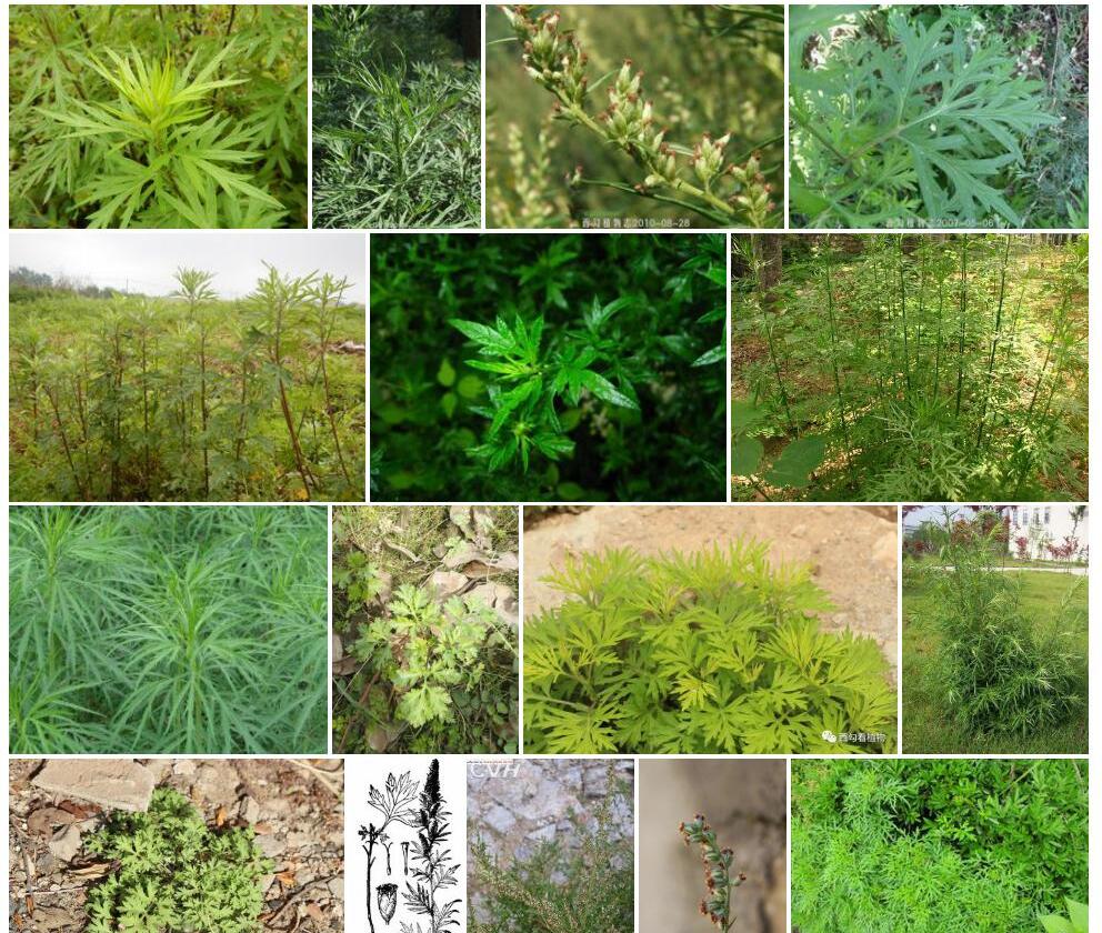 蒙古蒿照片和图片/