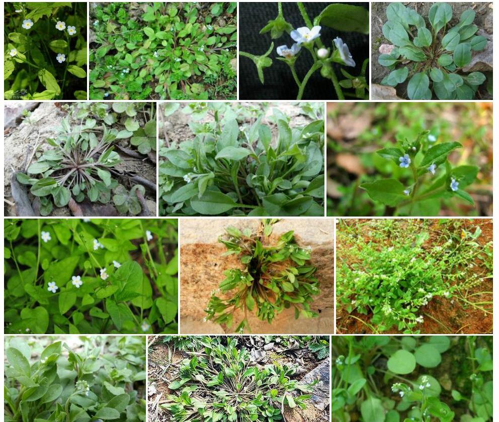 蒙山附地菜照片和图片/
