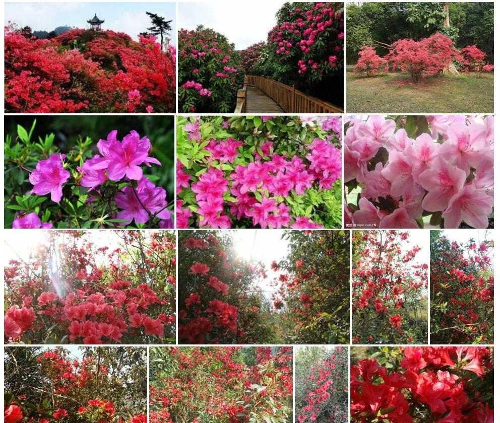 蒙自杜鹃照片和图片/
