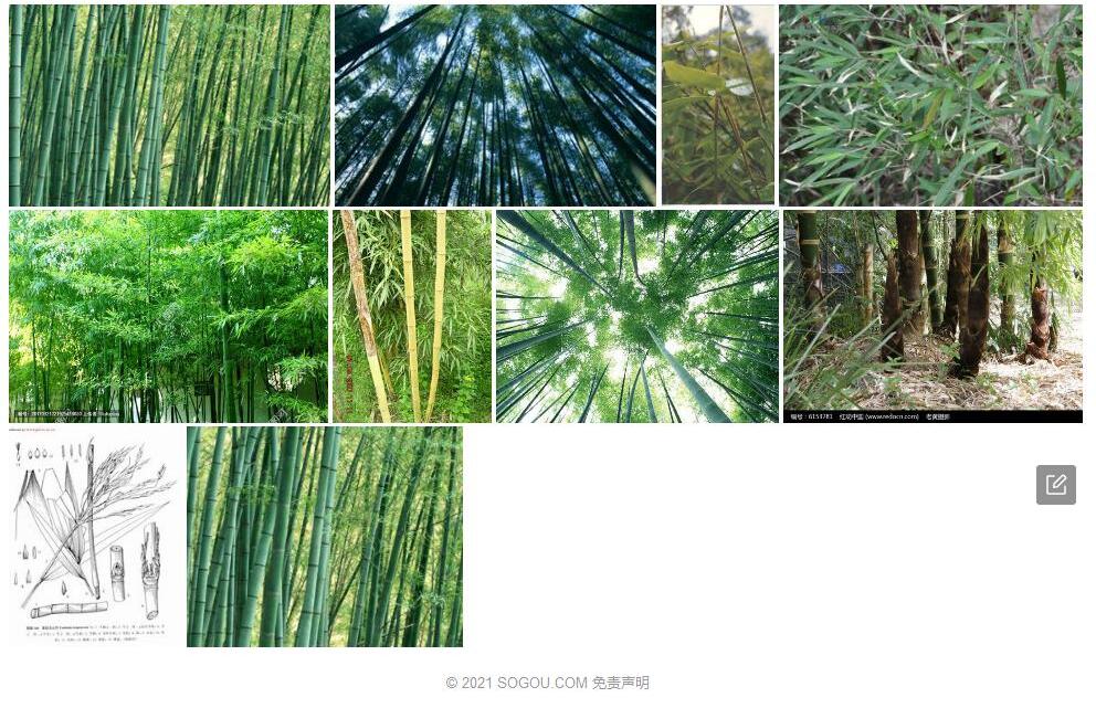 蒙自玉山竹照片和图片/