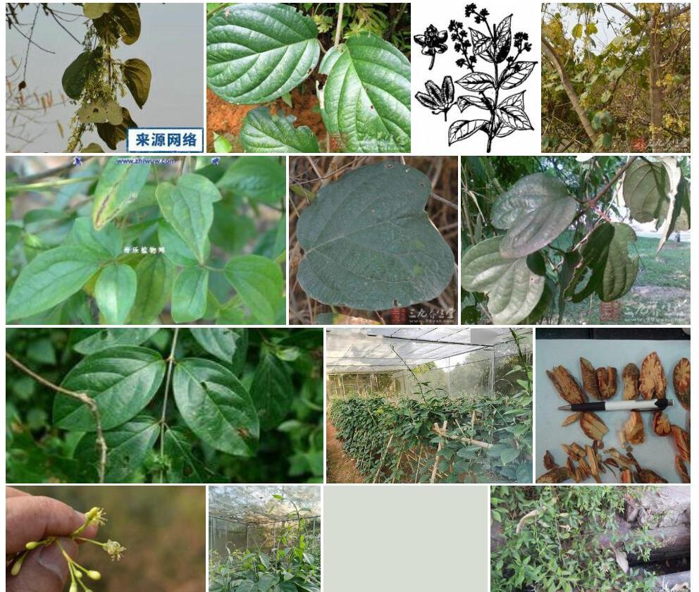 蒙自盾翅藤照片和图片/