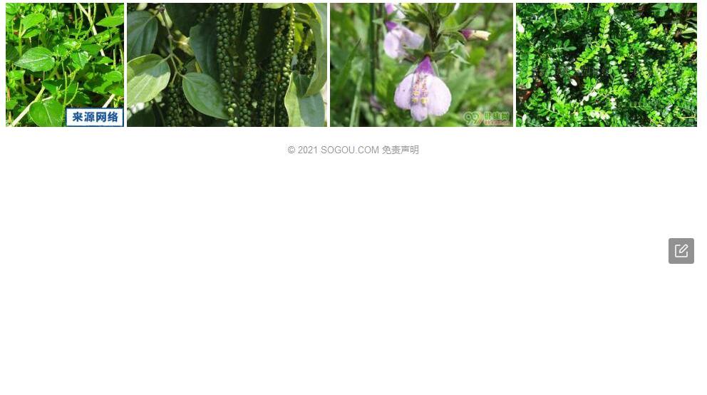 蒙自草胡椒照片和图片/