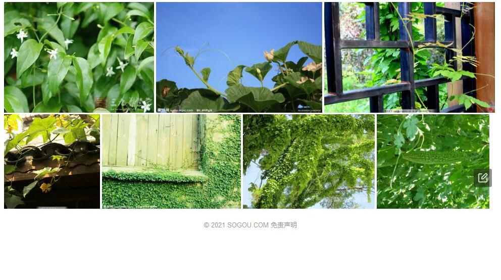 蒙自青藤照片和图片/