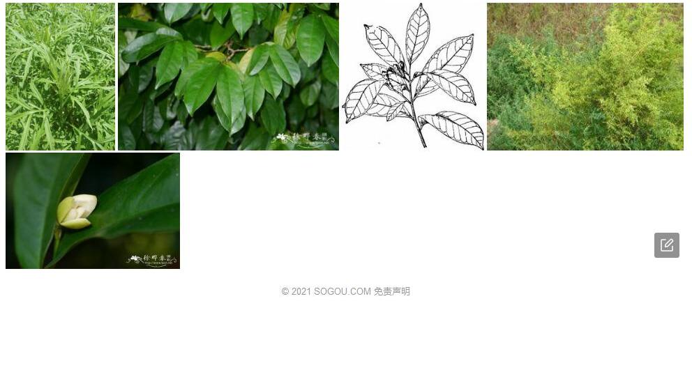 蒙蒿子照片和图片/