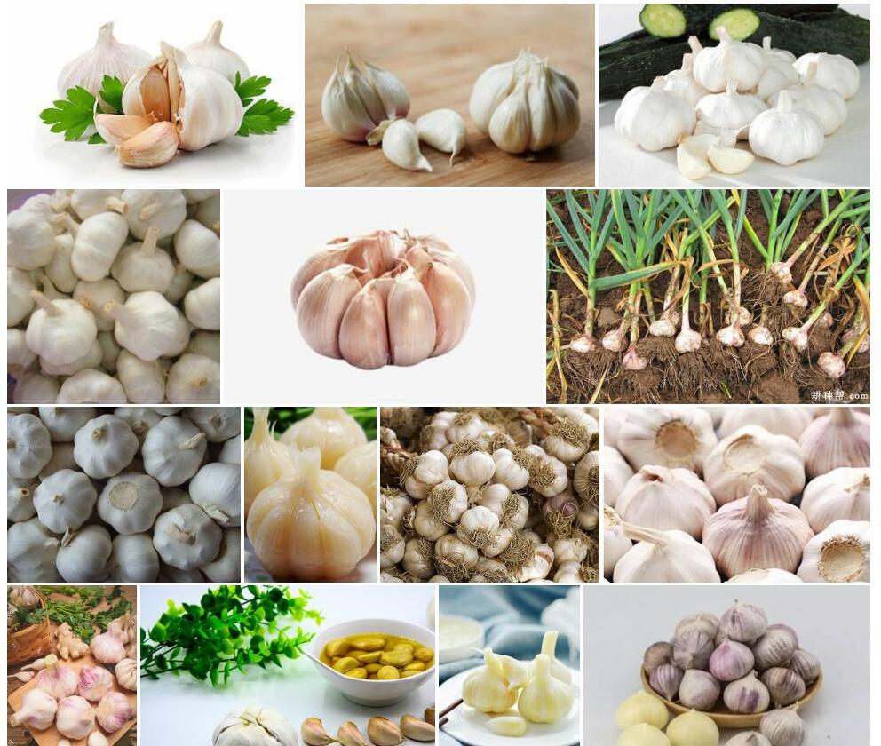 蒜照片和图片/