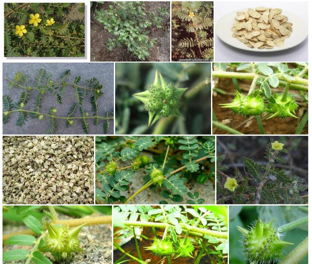 蒺藜黄耆照片和图片/