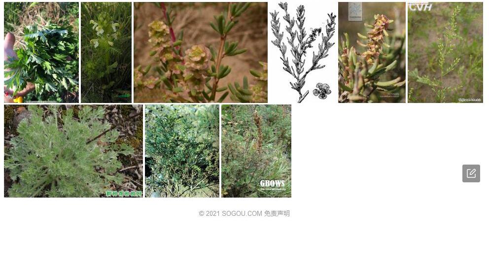 蒿叶猪毛菜照片和图片/