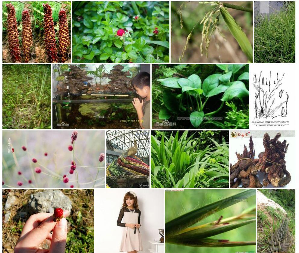 蓉草照片和图片/