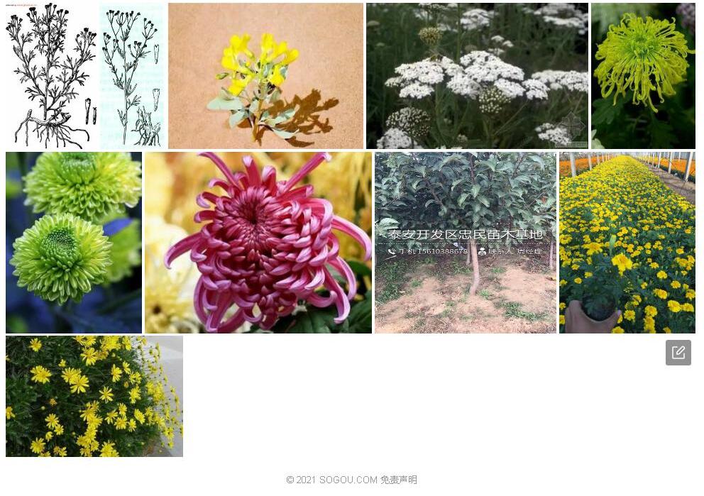 蓍状亚菊照片和图片/