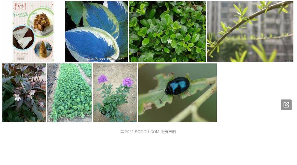 蓝叶柳照片和图片/