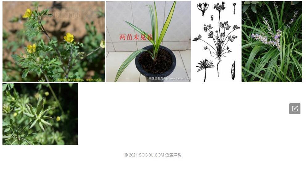 蓝堇草照片和图片/