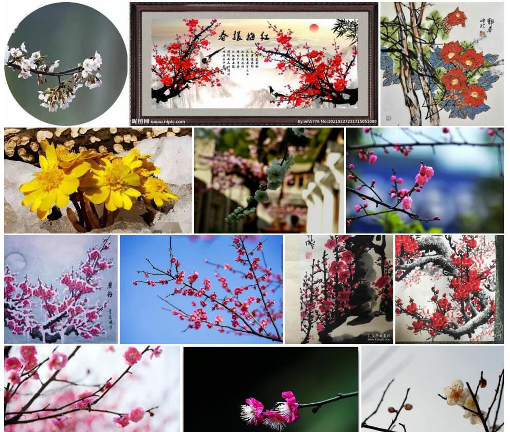 蓝春花报春照片和图片/