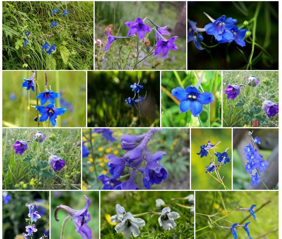 蓝翠雀花照片和图片/