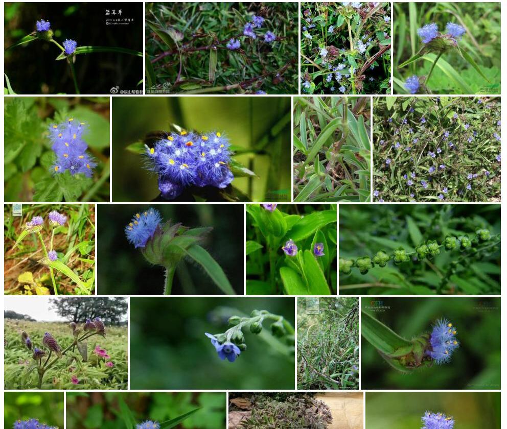 蓝耳草照片和图片/