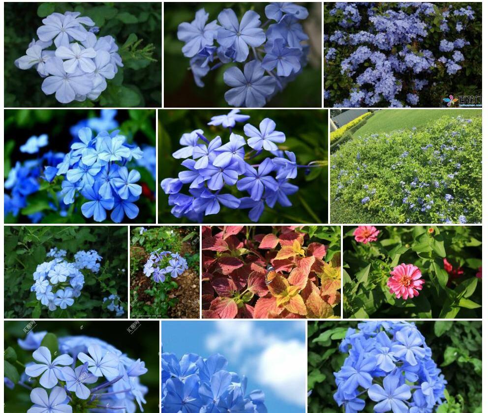 蓝花丹照片和图片/