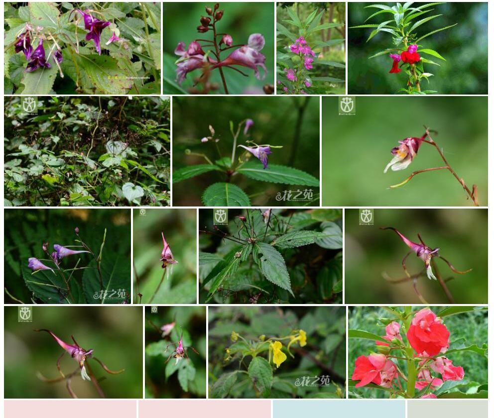 蓝花凤仙花照片和图片/