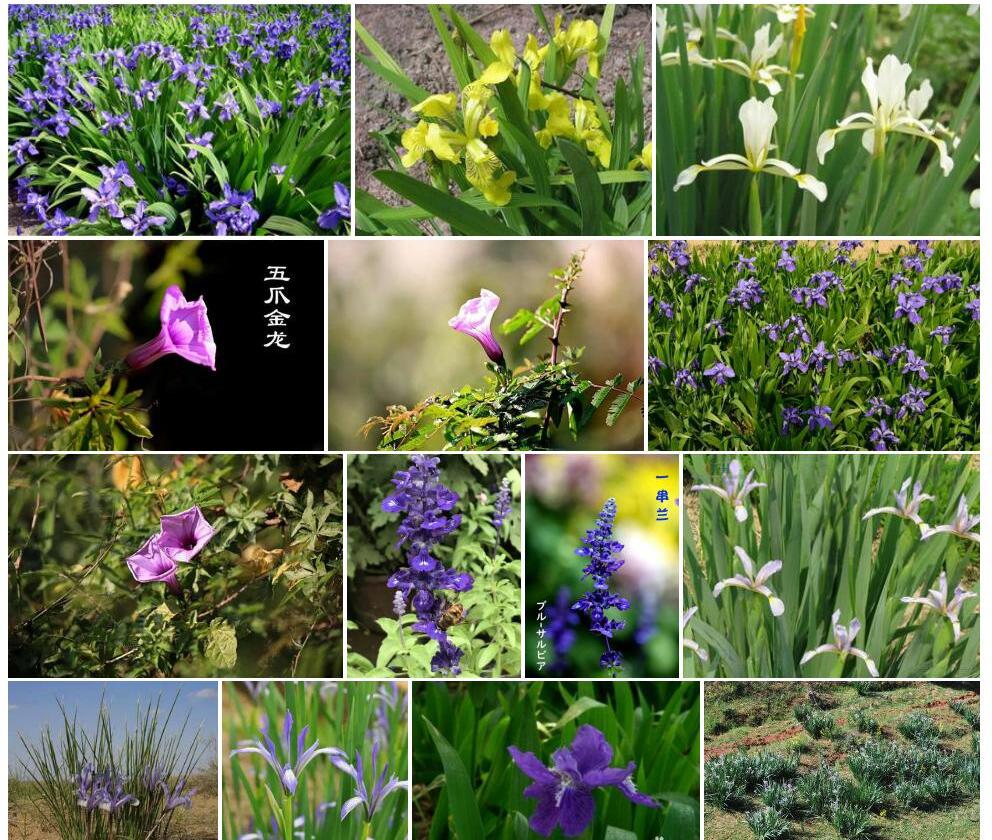蓝花喜盐鸢尾照片和图片/
