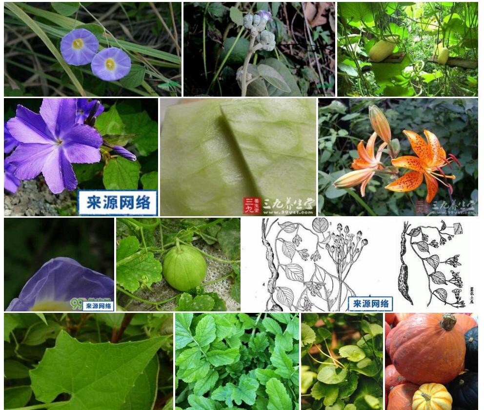 蓝花土瓜照片和图片/