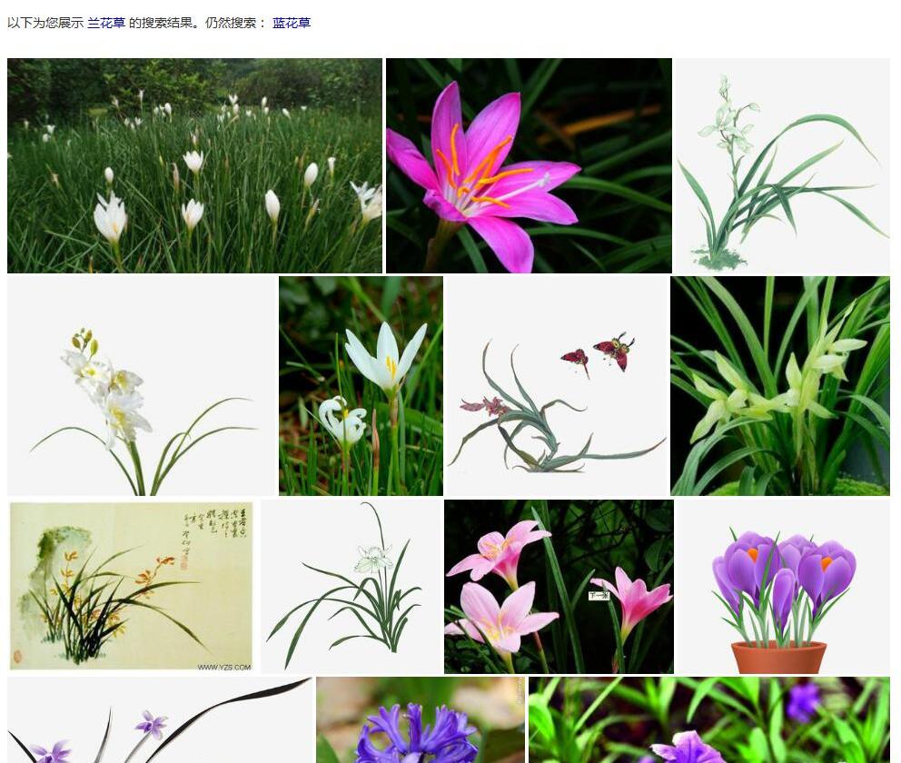 蓝花草照片和图片/
