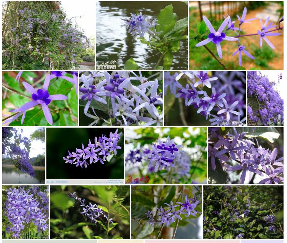 蓝花藤照片和图片/