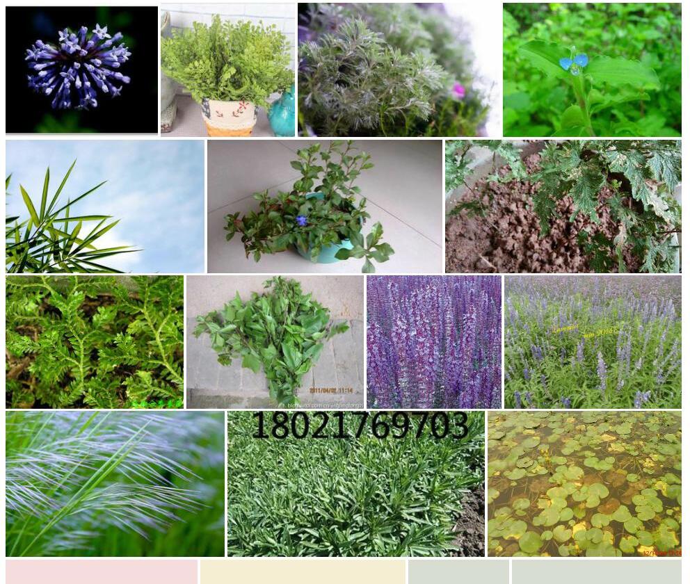 蓝花车叶草照片和图片/