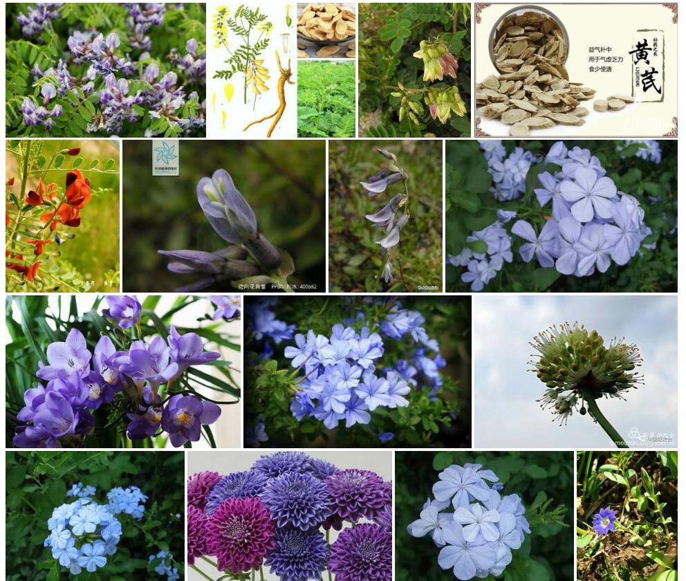 蓝花黄耆照片和图片/